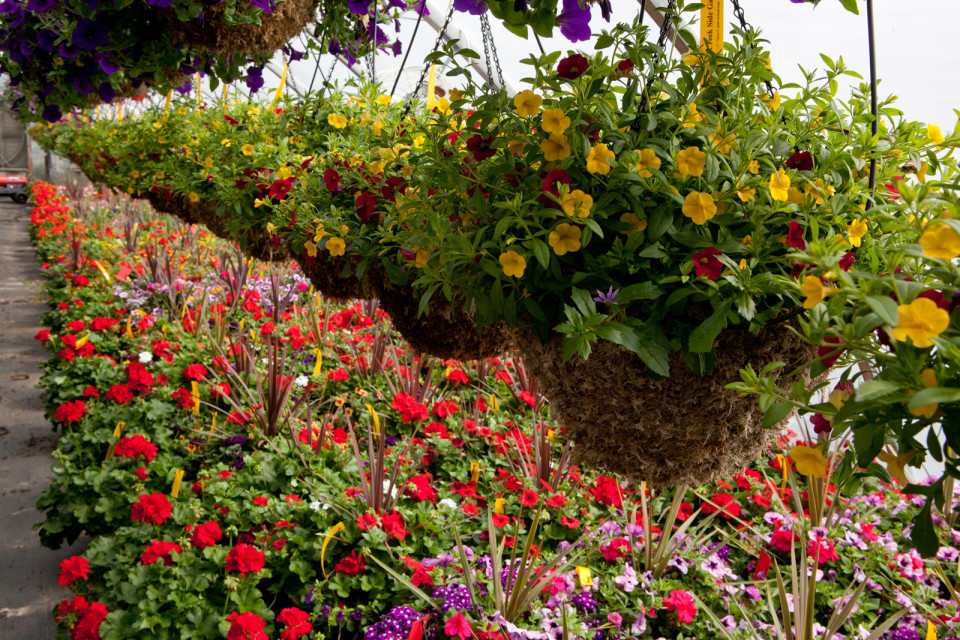 Plants And Flowers Plant Nursery Flower Nursery plants-and-flowers-plant-nursery-flower-nursery