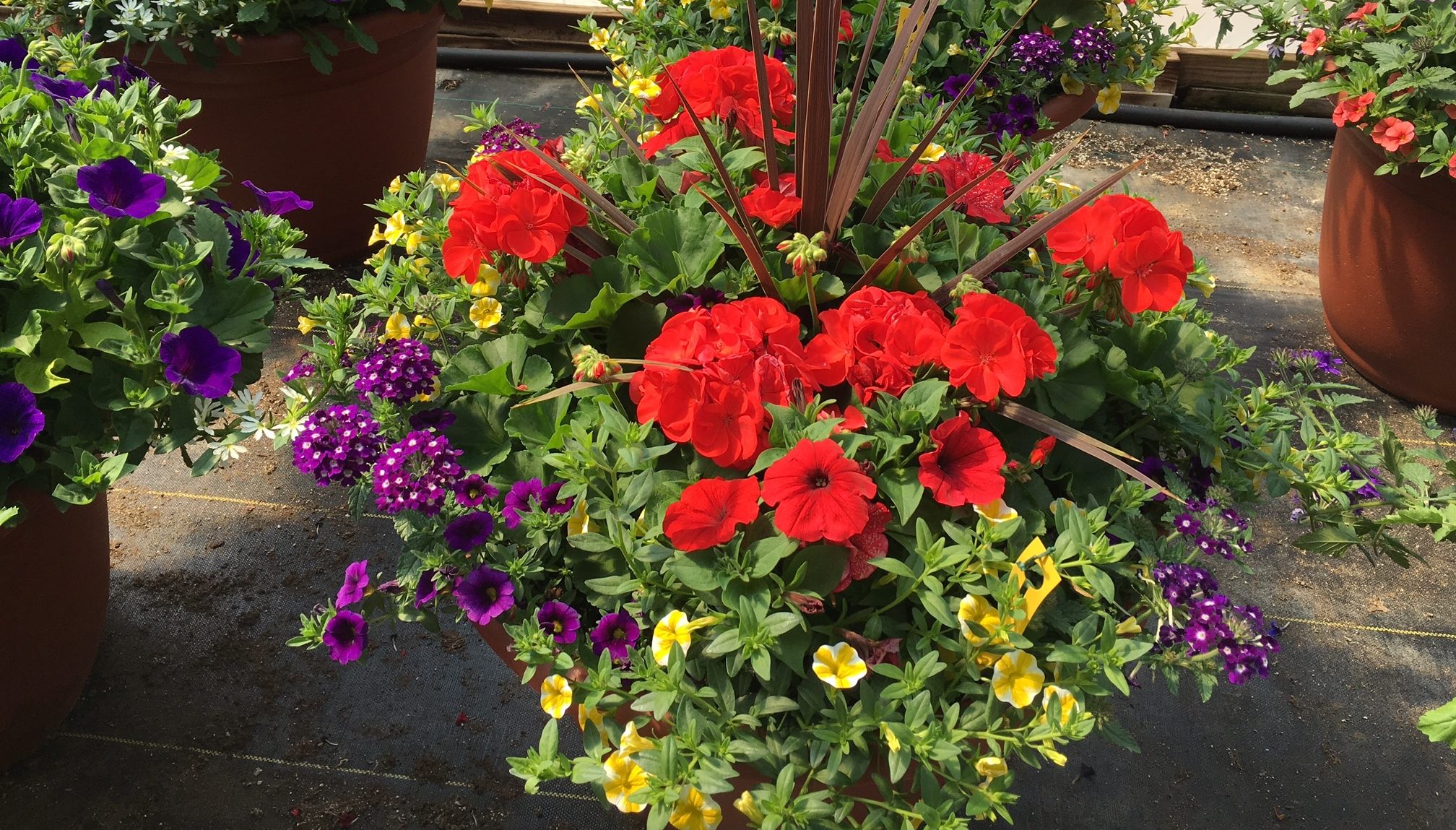 Use the thriller, filler, and spiller method when planting in pots.