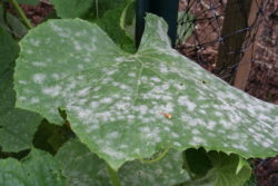 Powdery-Mildew-on-Cucumber-Leaf
