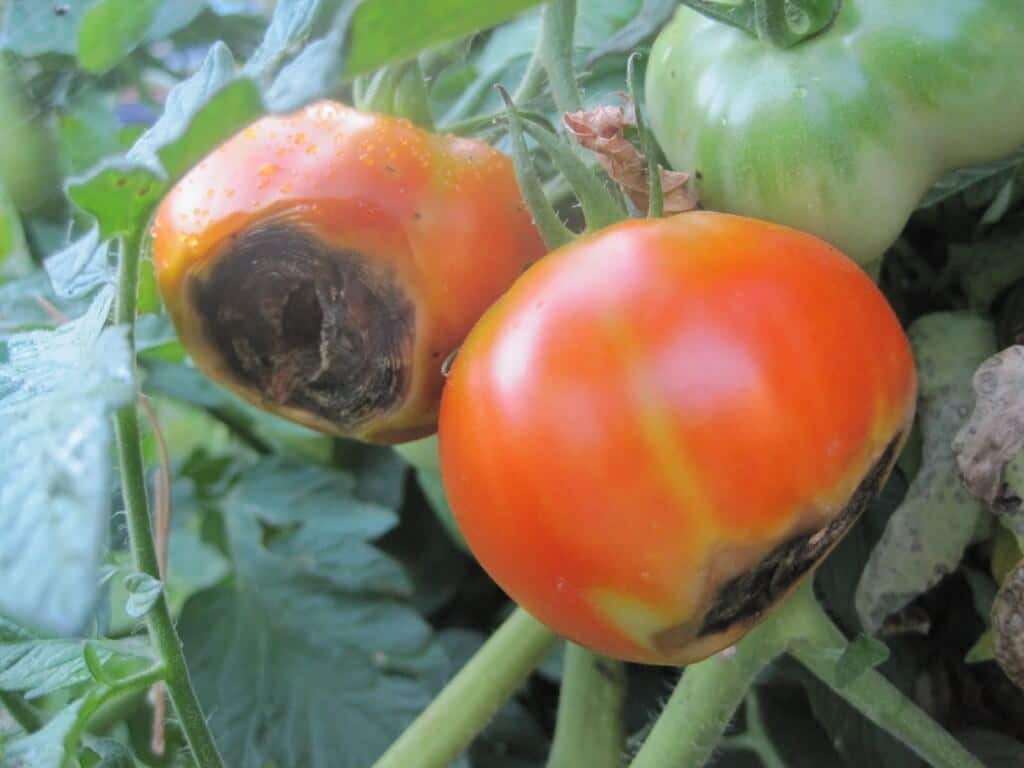 Tomatoes & Hot Weather Tips Creek Side Gardens