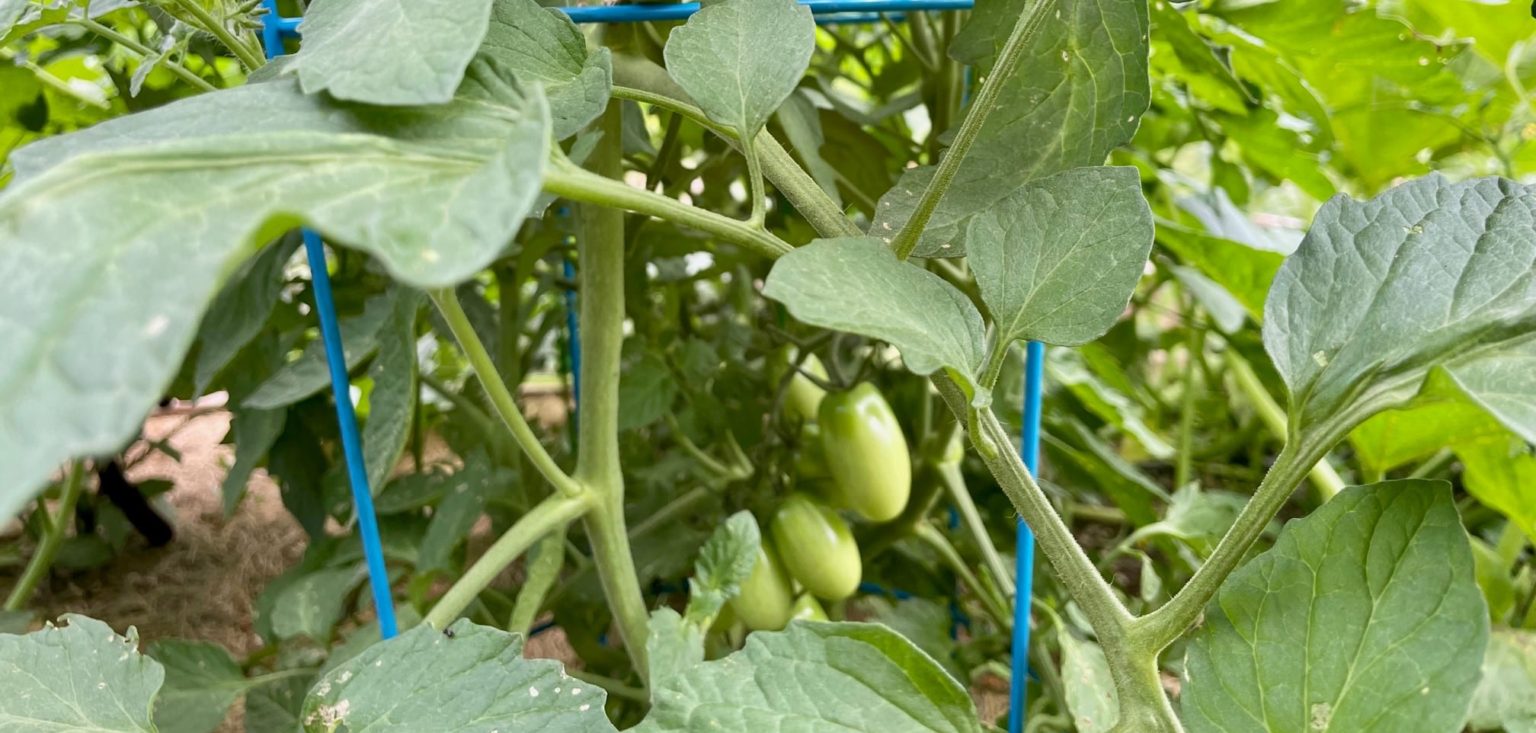 Tomatoes & Hot Weather Tips Creek Side Gardens