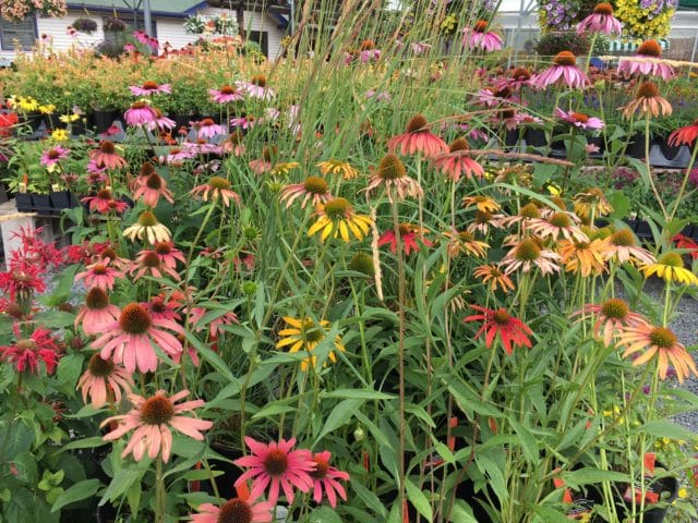 Timely August Garden Tips  Creek Side Gardens