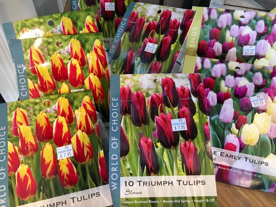 Fall Bulb Planting Creek Side Gardens