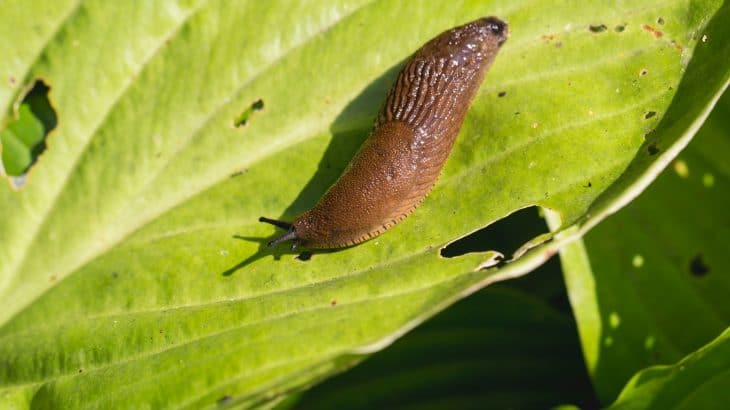 How To Get Rid Of Slugs In The Garden Creek Side Gardens