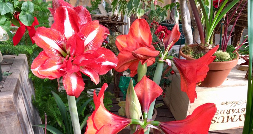 How to Grow Amaryllis Indoors Creek Side Gardens