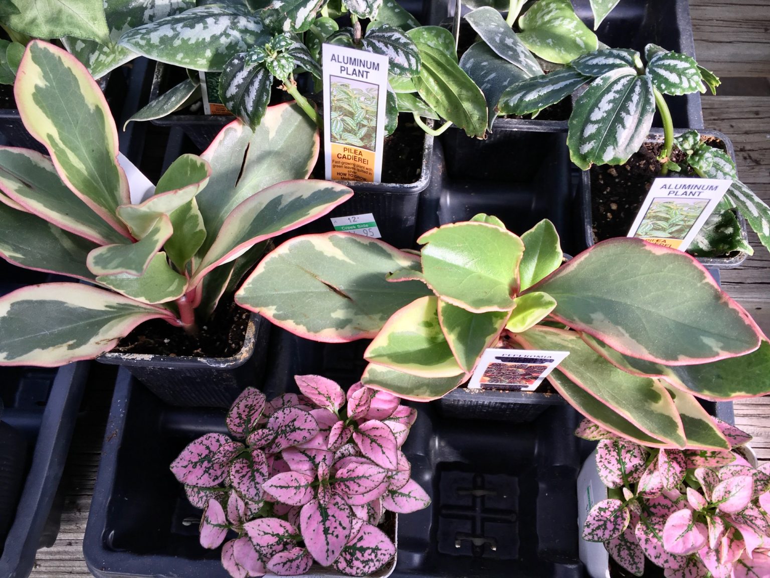 The Best Terrarium Plants Creek Side Gardens