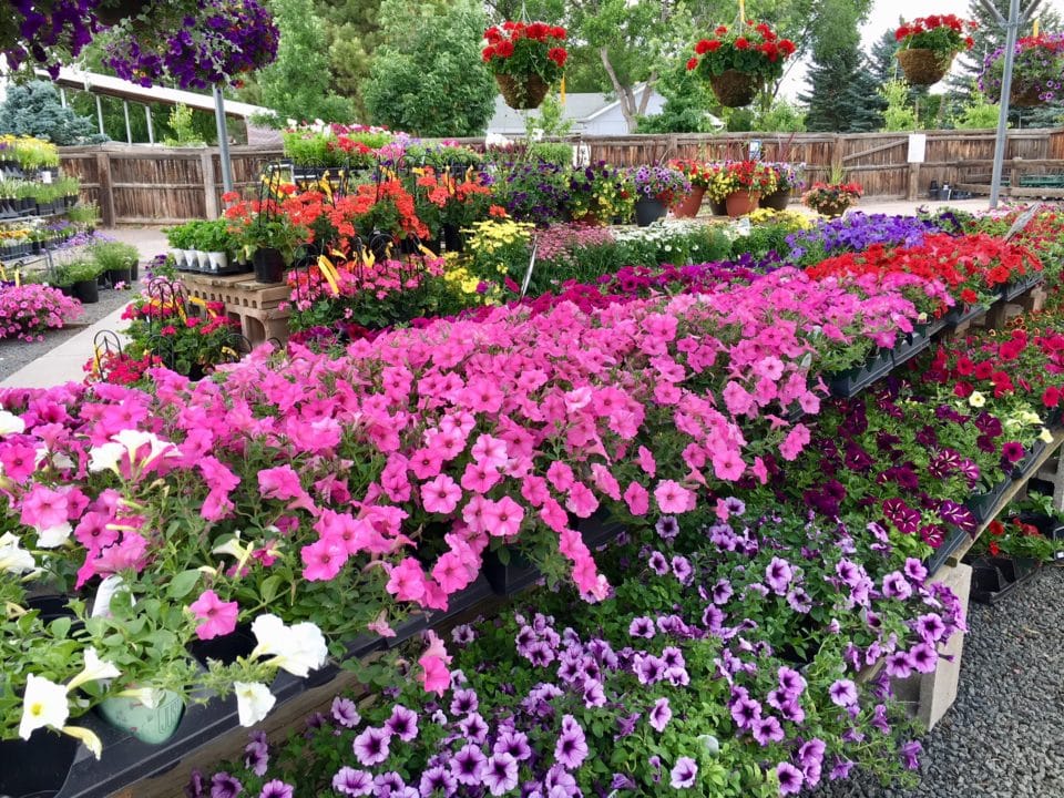 June Grown Fresh Annuals & Perennials Creek Side Gardens