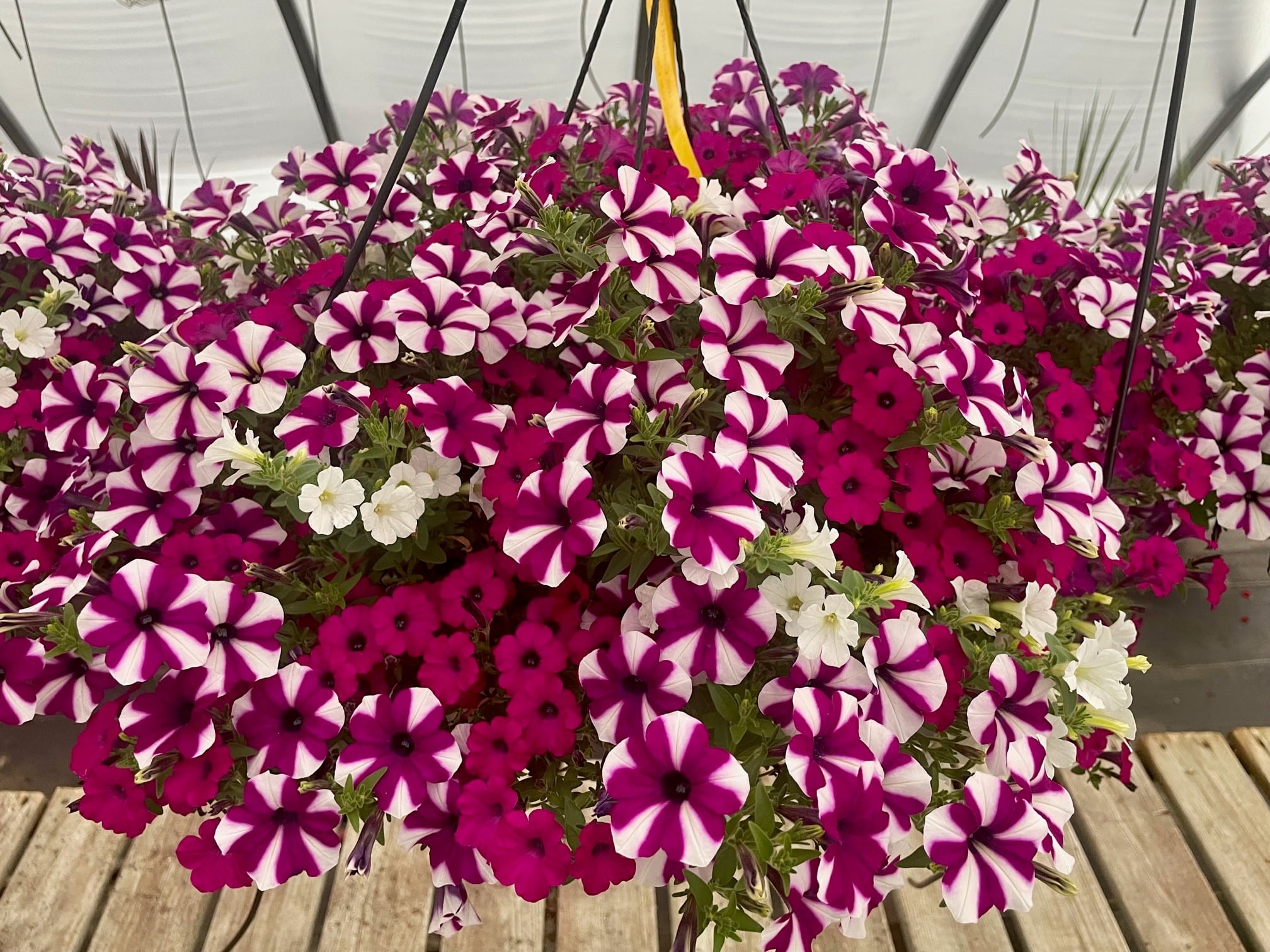 The Dark Side Of Summer: Sunburn And Self Acceptance - 0rwe46d